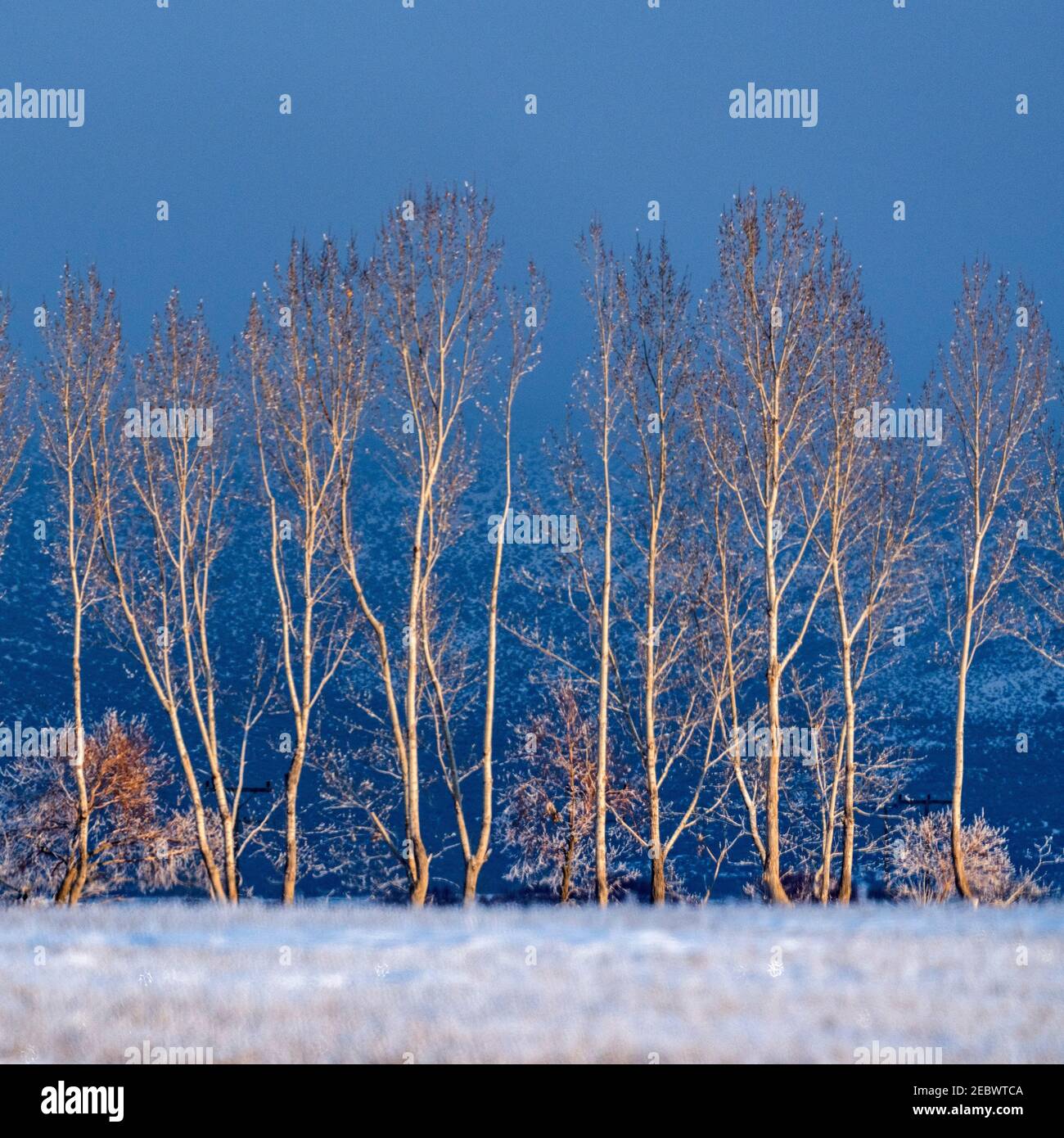 USA, Idaho, Bellevue, alberi nel paesaggio invernale Foto Stock