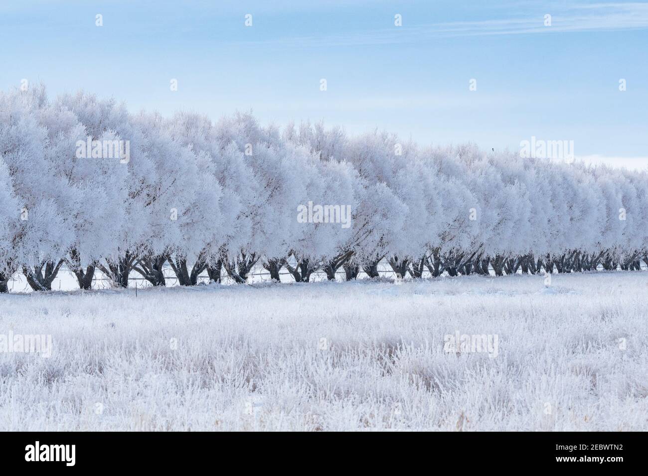 USA, Idaho, Bellevue, paesaggio invernale con fila di alberi ghiacciati Foto Stock