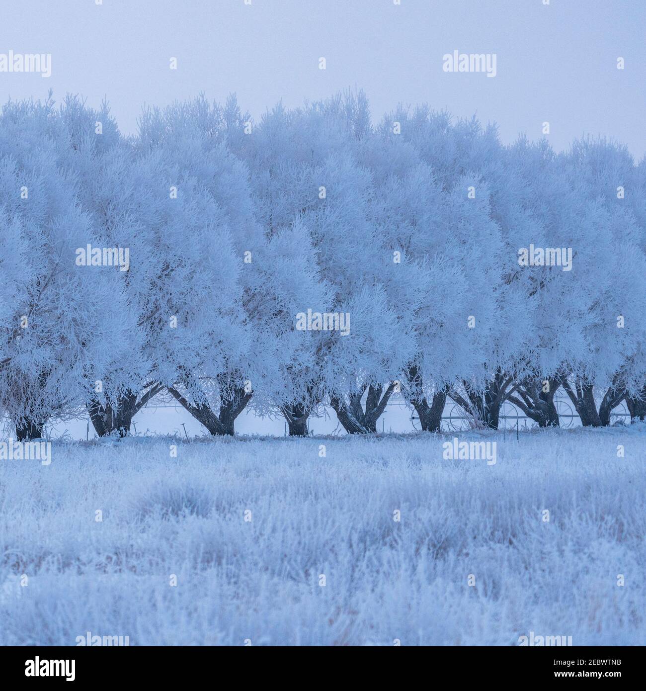 USA, Idaho, Bellevue, paesaggio invernale con fila di alberi ghiacciati Foto Stock