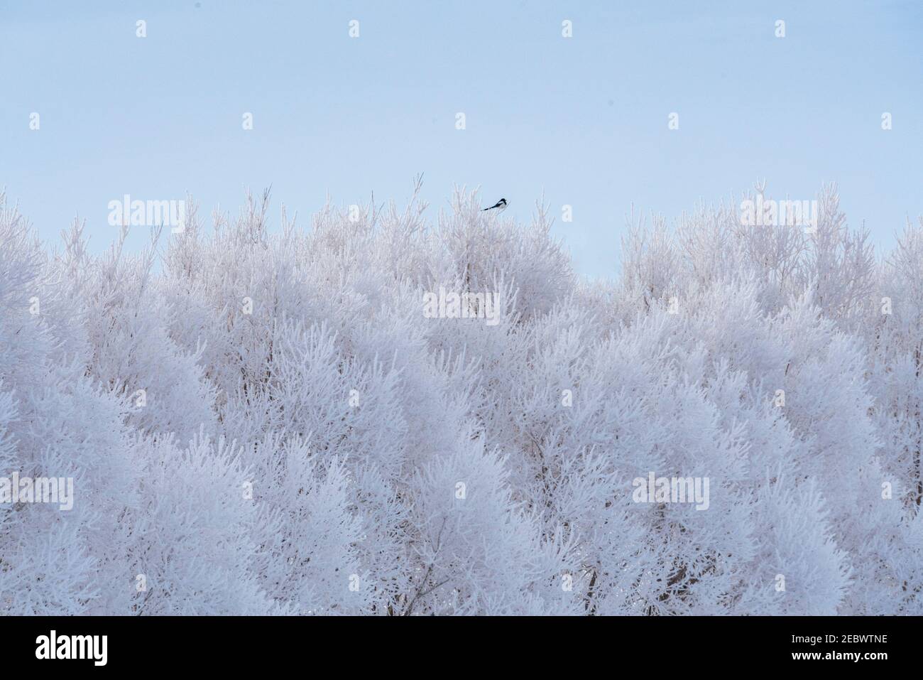 Magpie perching su albero gelido in inverno Foto Stock