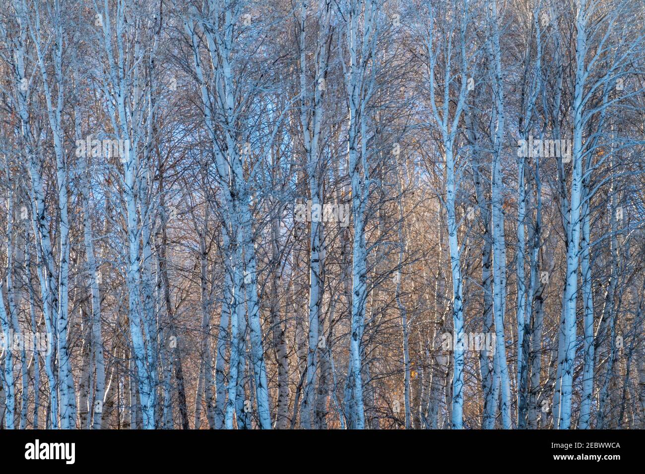 USA, Idaho, Bellevue, foresta di alberi di betulla Foto Stock
