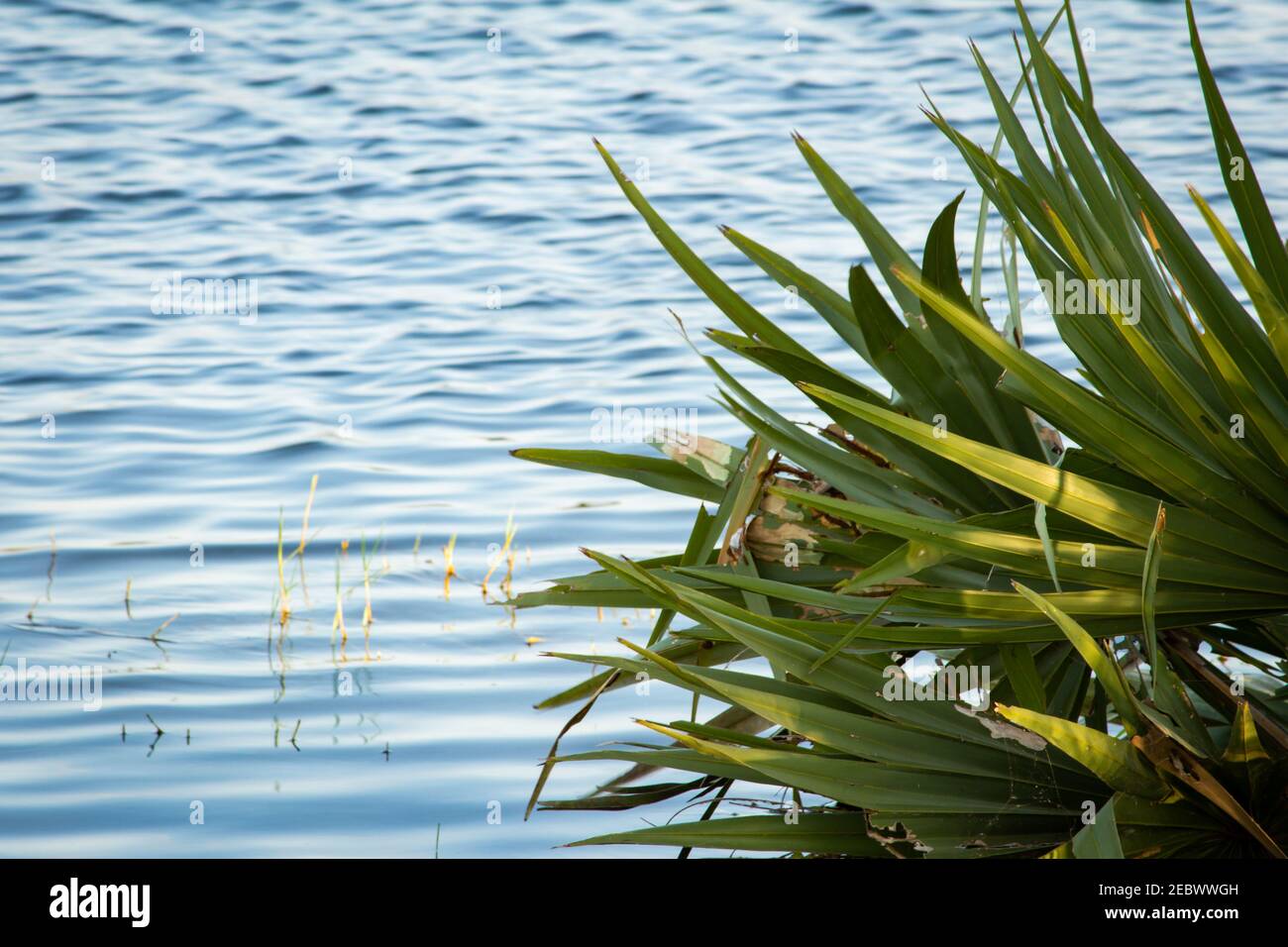 Vista delle palme di palmyra mezzo sommerso con le acque del fiume Palar, Tamil Nadu, India. Messa a fuoco impostata sulle foglie di palmyra Foto Stock