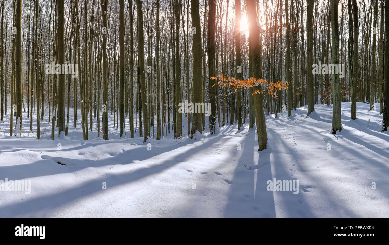Inverno a Warmia e Mazury nel nord-est della Polonia Foto Stock