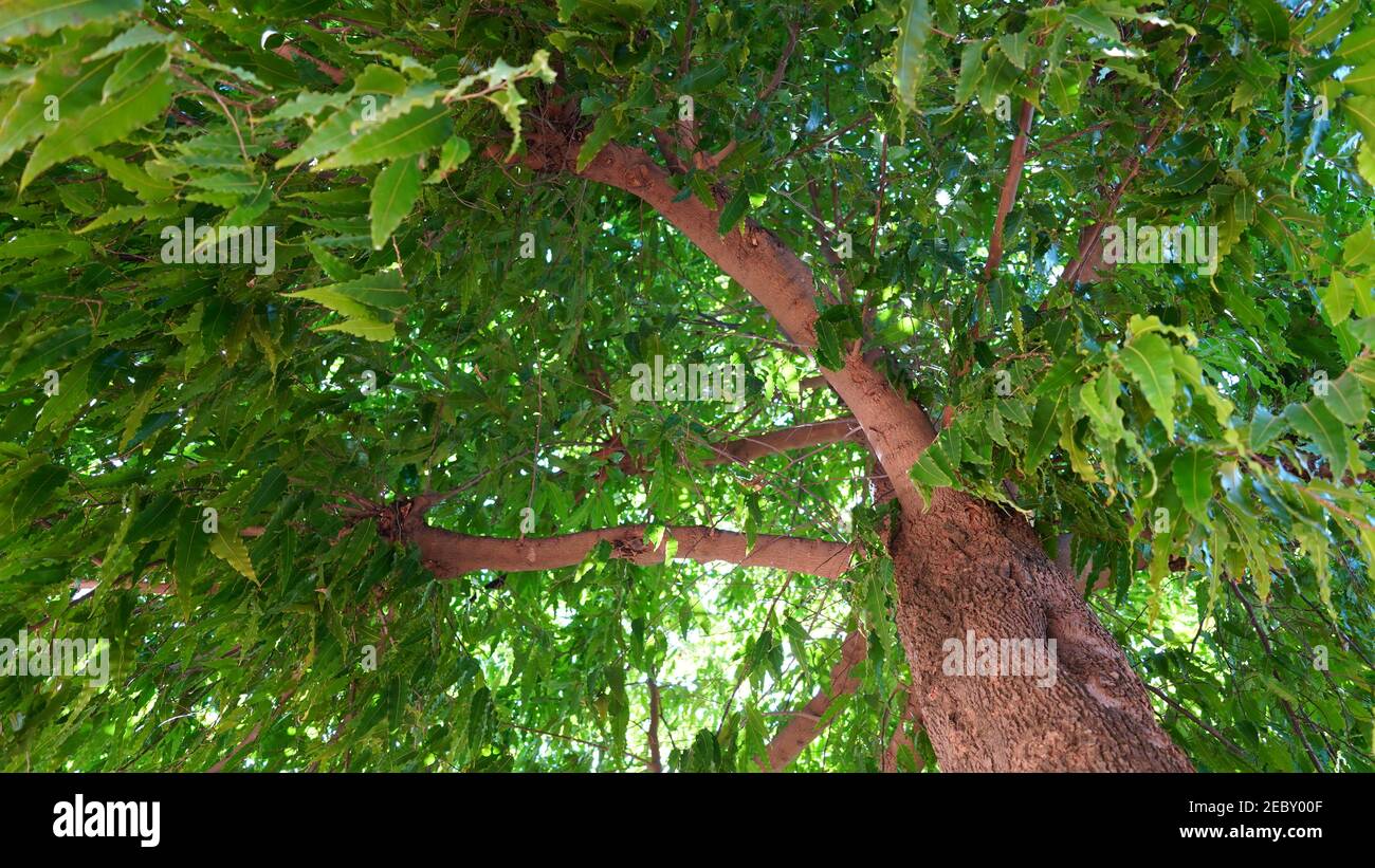 Sotto colpo di lato di tropicale indiano albero di Ashoka o Saraca con foglie verdi. Bella pianta fiorente nella stagione invernale. Foto Stock Sotto colpo di lato di tropicale indiano albero di Ashoka o Saraca con foglie verdi. Bella pianta fiorente nella stagione invernale. Foto Stock