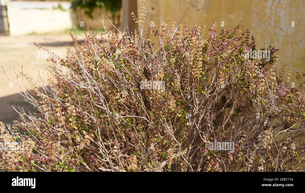 Pianta di basilico santo o Tulsi su angelo basso. Nome scientifico Ocimum tenuiflorum. Comunemente noto come basilico santo o tulsi. È originario dei subconti indiani Foto Stock