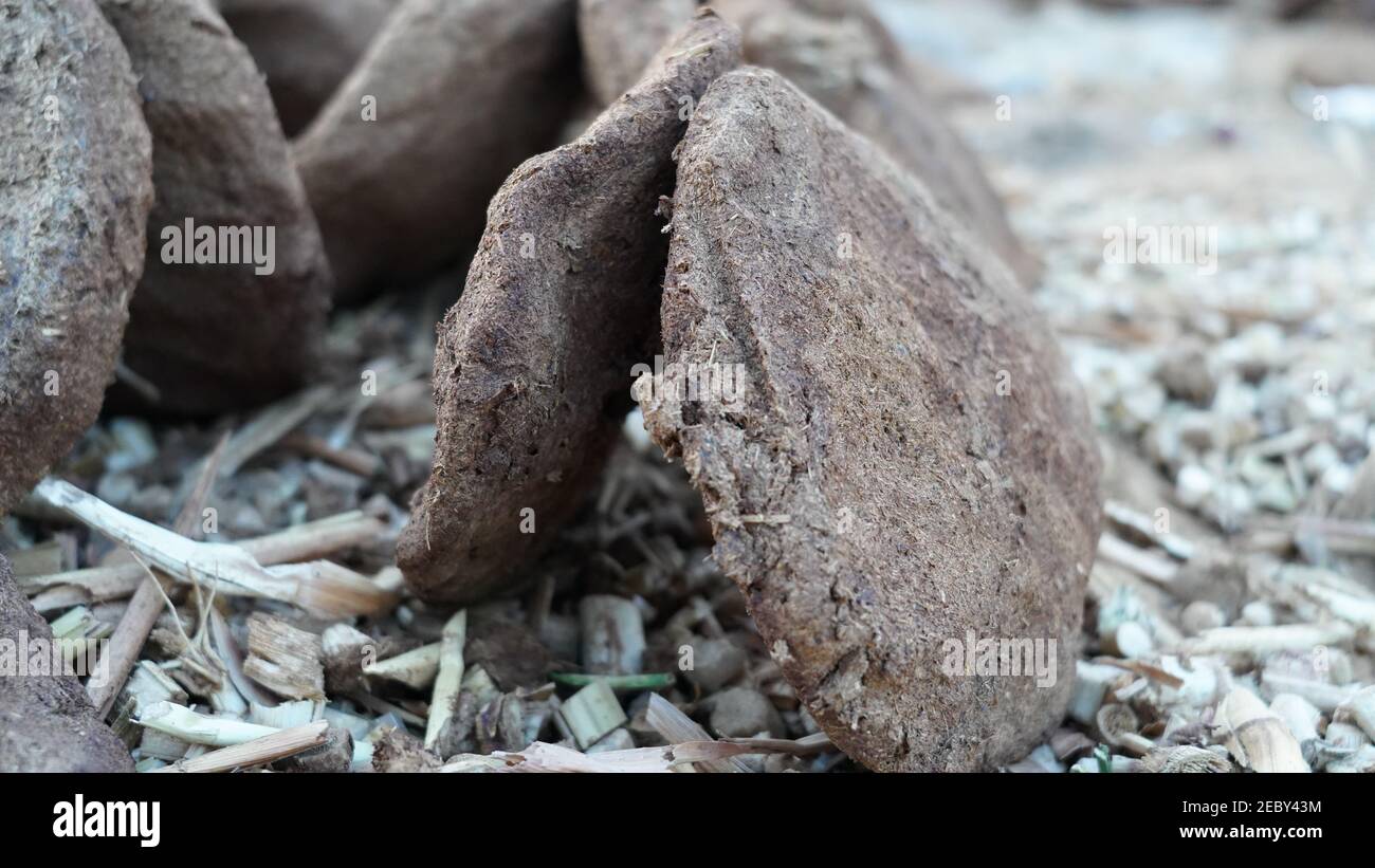 Capanna in piedi di torte di sterco di mucca o fiches di mucca in per secchezza. Closeup di trucioli rotondi organici, tenendo a terra per secchezza. Foto Stock