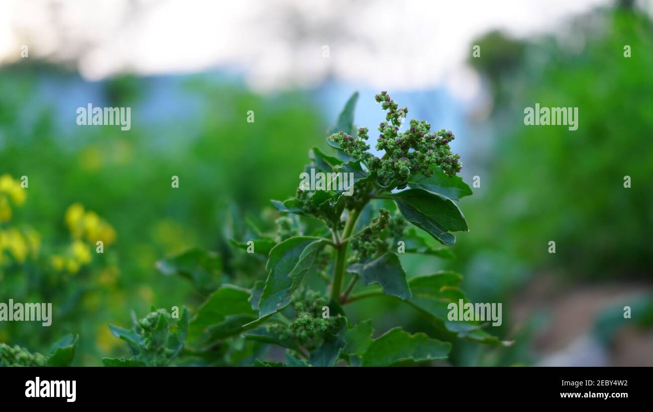 Chenopodium berlandieri o Pitseed foglie di pianta di Goosefoot con foglie verdi attraenti. Belle foglie di pianta di Bhabra usi in verdure. Foto Stock