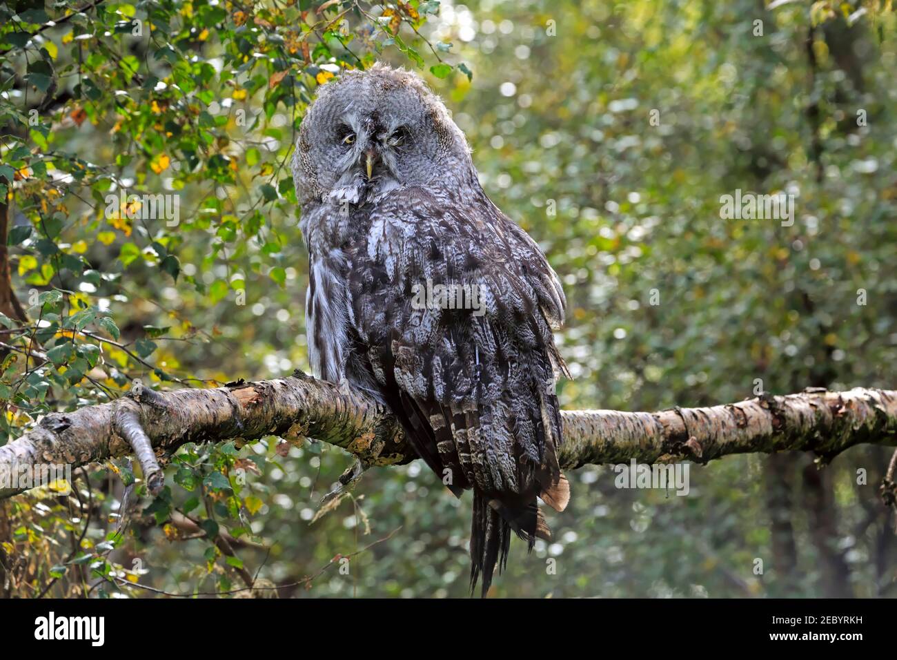 Grande Gufo grigio, Strix nebulosa Foto Stock
