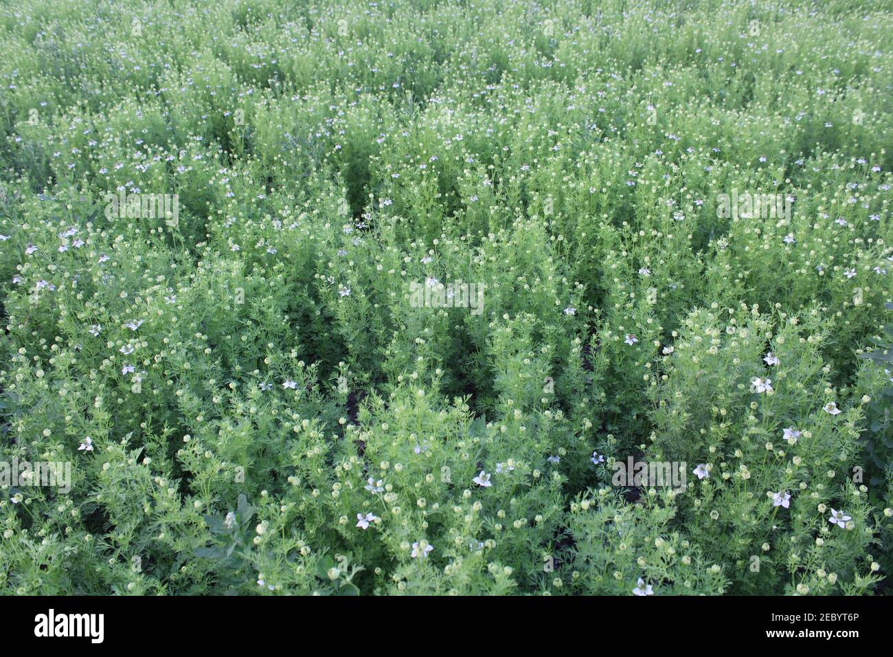 Cibo vegetale fresco sano sul campo foto cattura da Bangladesh Foto Stock