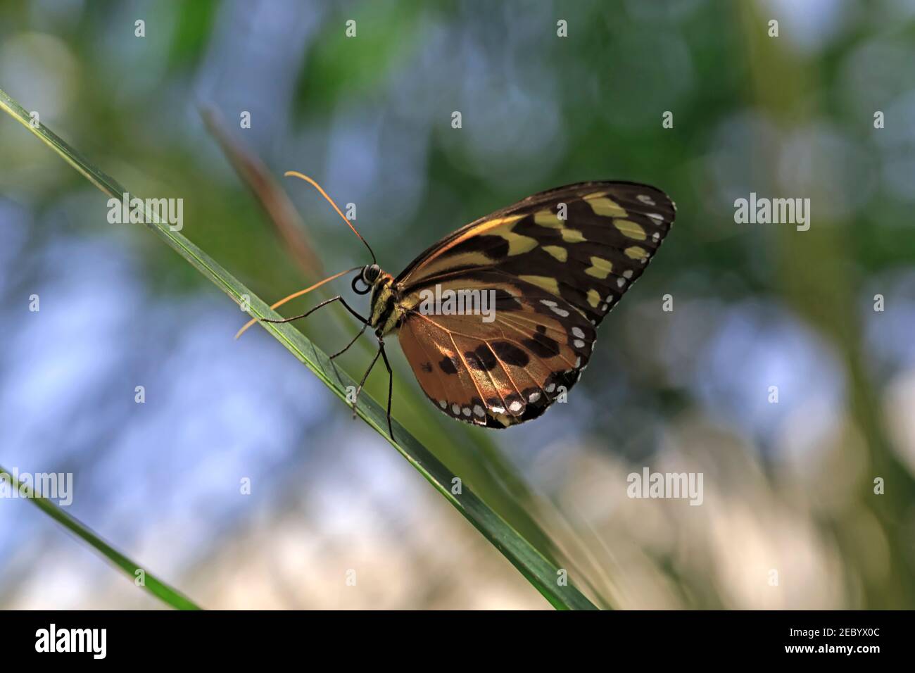 Heliconius ismenius, Tiger Heliconian Butterfly Foto Stock