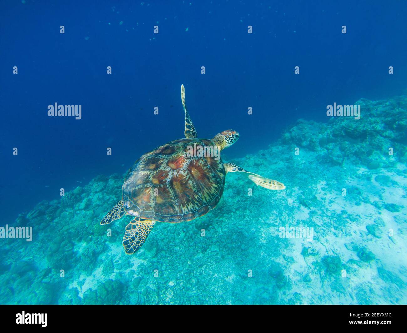Tartaruga marina dal bordo della parete di corallo. Foto sottomarina tropicale. Tartaruga marina sottomarina. Tartaruga verde in ambiente naturale. Tartaruga verde underwa Foto Stock