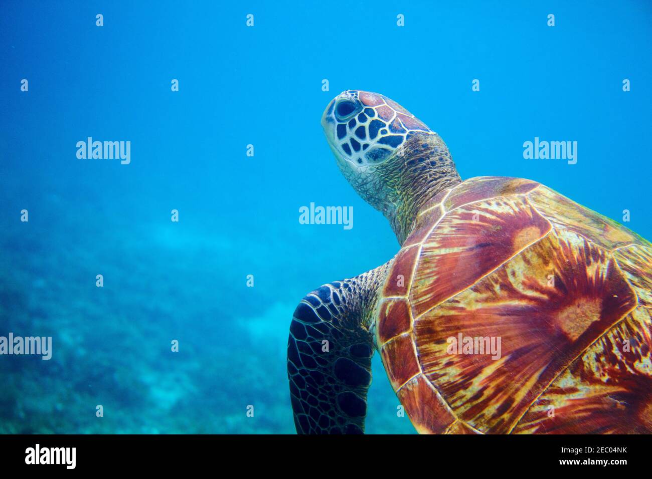 Testa di tartaruga marina in acqua blu. Barriera corallina animali subacquei foto. Tartaruga marina sottomarina. Tartaruga verde in ambiente naturale. Tartaruga verde underwa Foto Stock