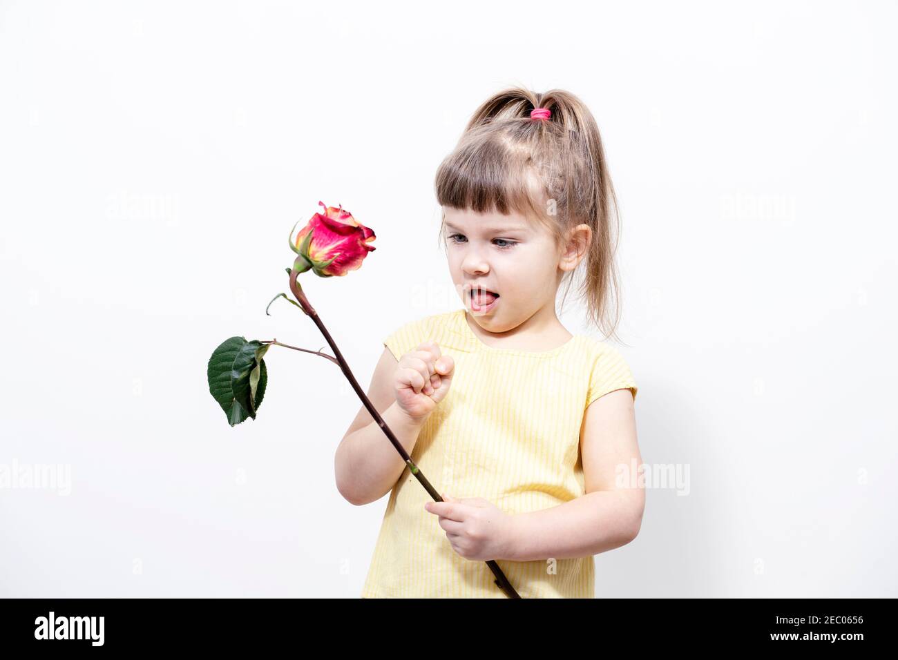 la bambina di 4-5 anni tiene una rosa appassita nelle mani, il bambino non è felice e indignato. bocca aperta Foto Stock