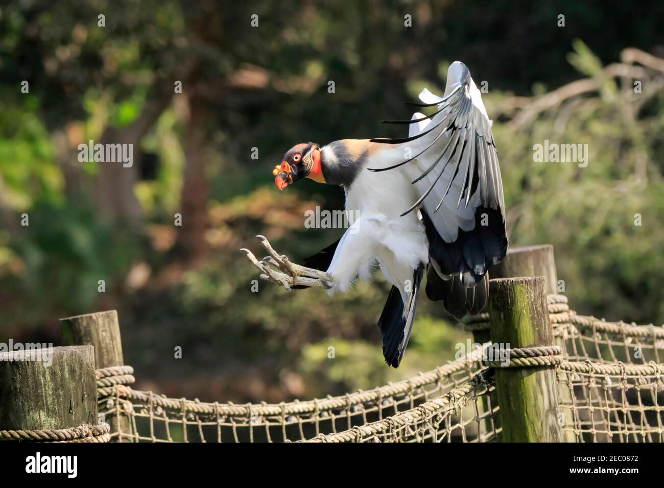Avvoltoio del re, Sarcoramphus papà che atterra su un palo Foto Stock