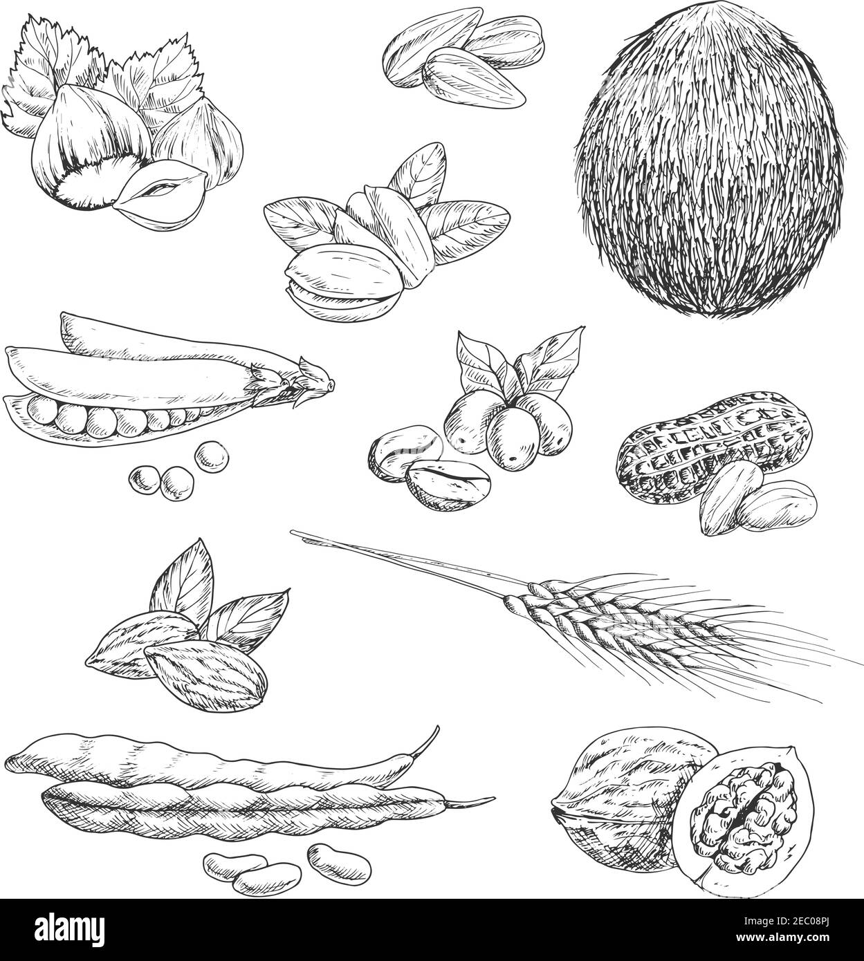 Nocciole e arachidi salutari, chicchi di caffè e cocco intero, pistacchi e mandorle, cialda di piselli e noce, fagioli e orecchie di grano, semi di girasole. Sketc Illustrazione Vettoriale