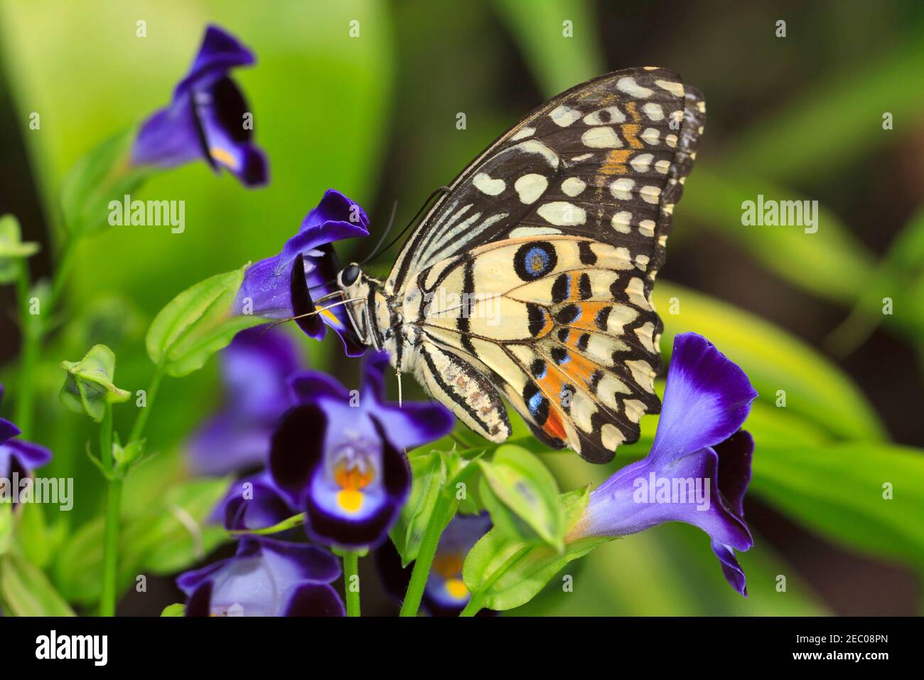 Lime farfalla, Papilio demoleus malayanus su Torenia fournieri Foto Stock