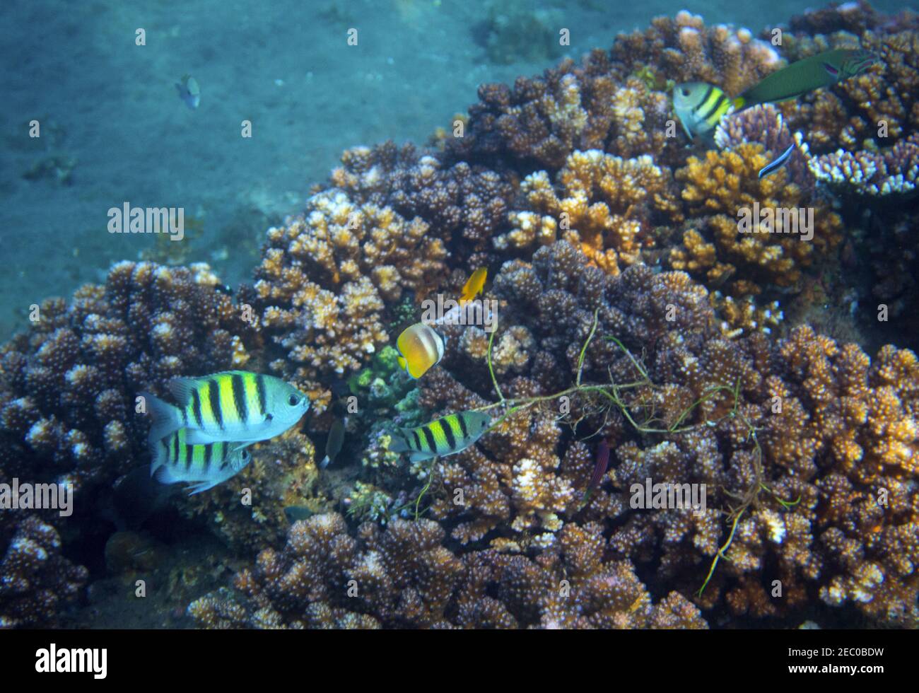 Paesaggio sottomarino con pesci tropicali. Foto vista mare. Fauna e flora della riva tropicale. Foto subacquea della barriera corallina. Snorkeling in tropici. E Foto Stock