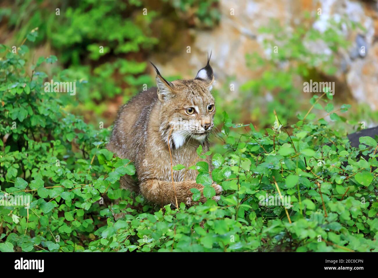 Canada, Lynx Lynx canadensis Foto Stock
