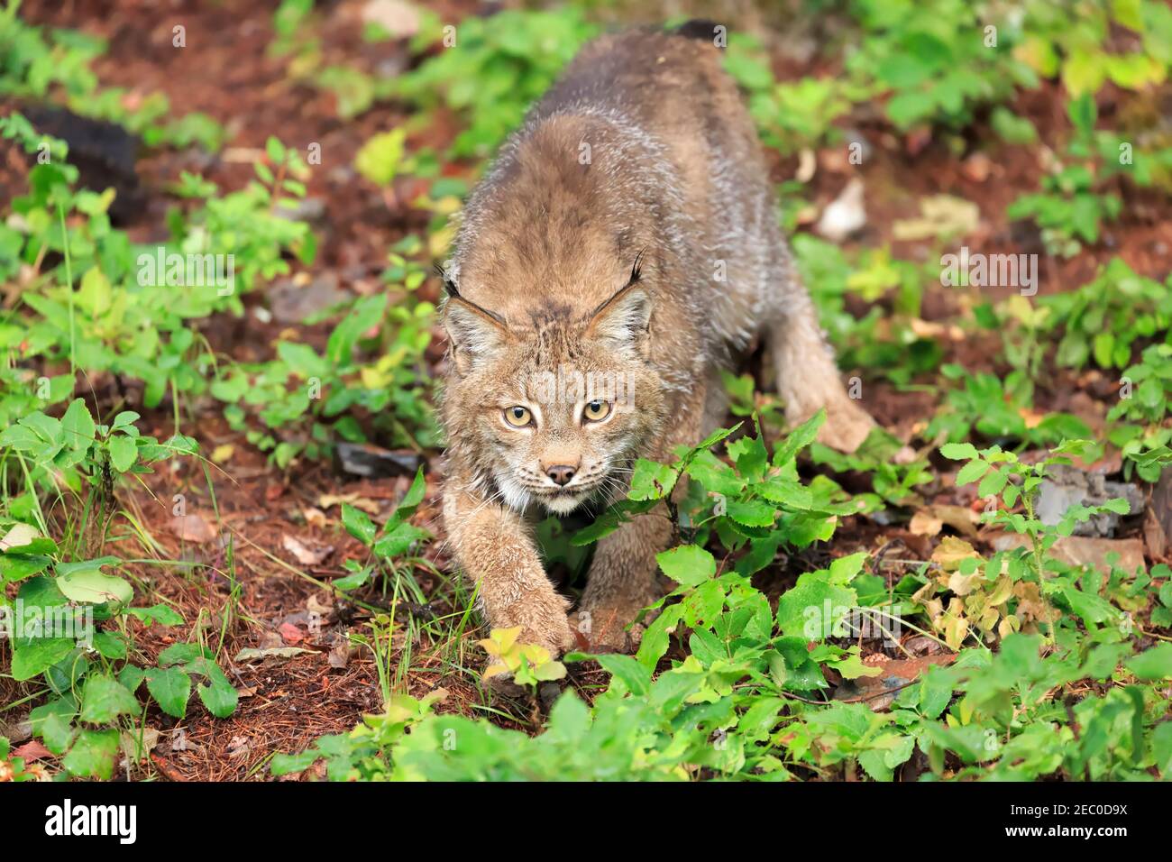 Canada, Lynx Lynx canadensis Foto Stock