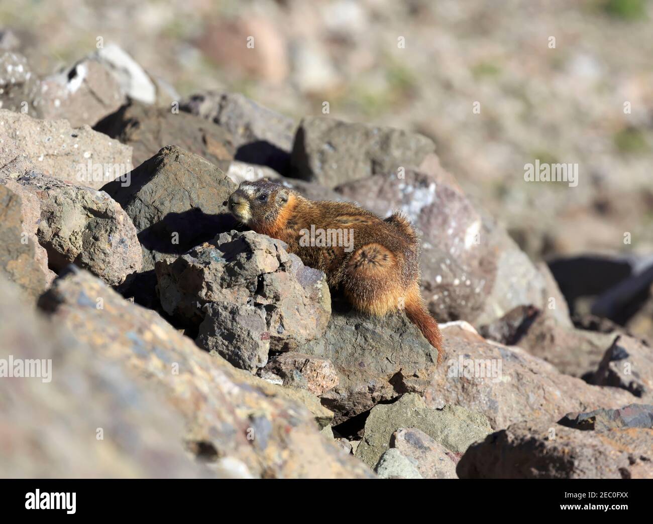 Marmota flaviventris Foto Stock