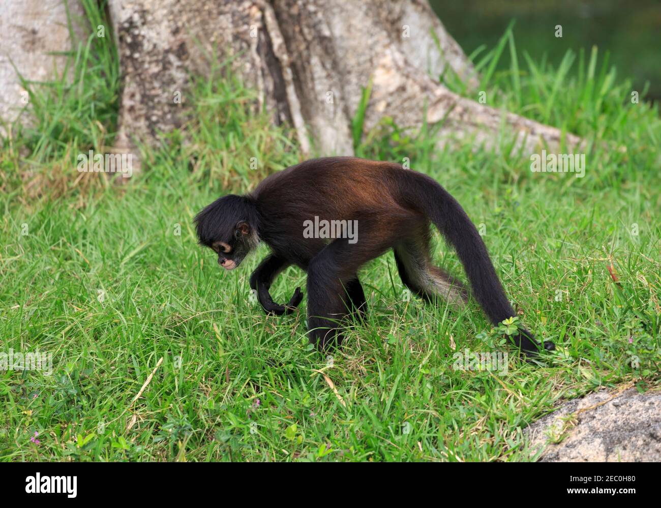Scimmia ragno messicana, Ateles geoffroyi vellerosus, foraggio in erba Foto Stock