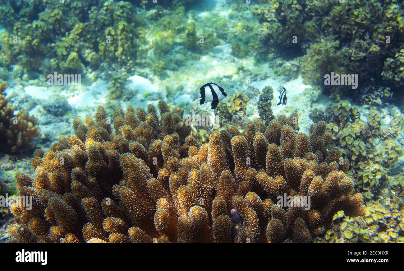 Pesci tropicali e soleggiata barriera corallina. Foto paesaggio sottomarino. Fauna e flora della riva tropicale. Foto subacquea della barriera corallina. Snorkeling in tropici. E Foto Stock