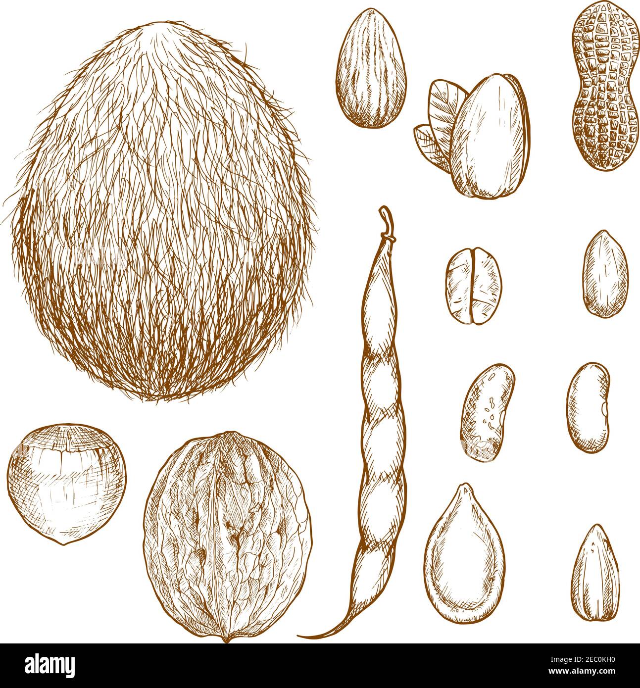 Arachidi e nocciole, chicchi di caffè, mandorle e cocco, pistacchio e noce, semi di girasole e zucca, bozzetti di cialda e fagioli comuni. Ricettario un Illustrazione Vettoriale