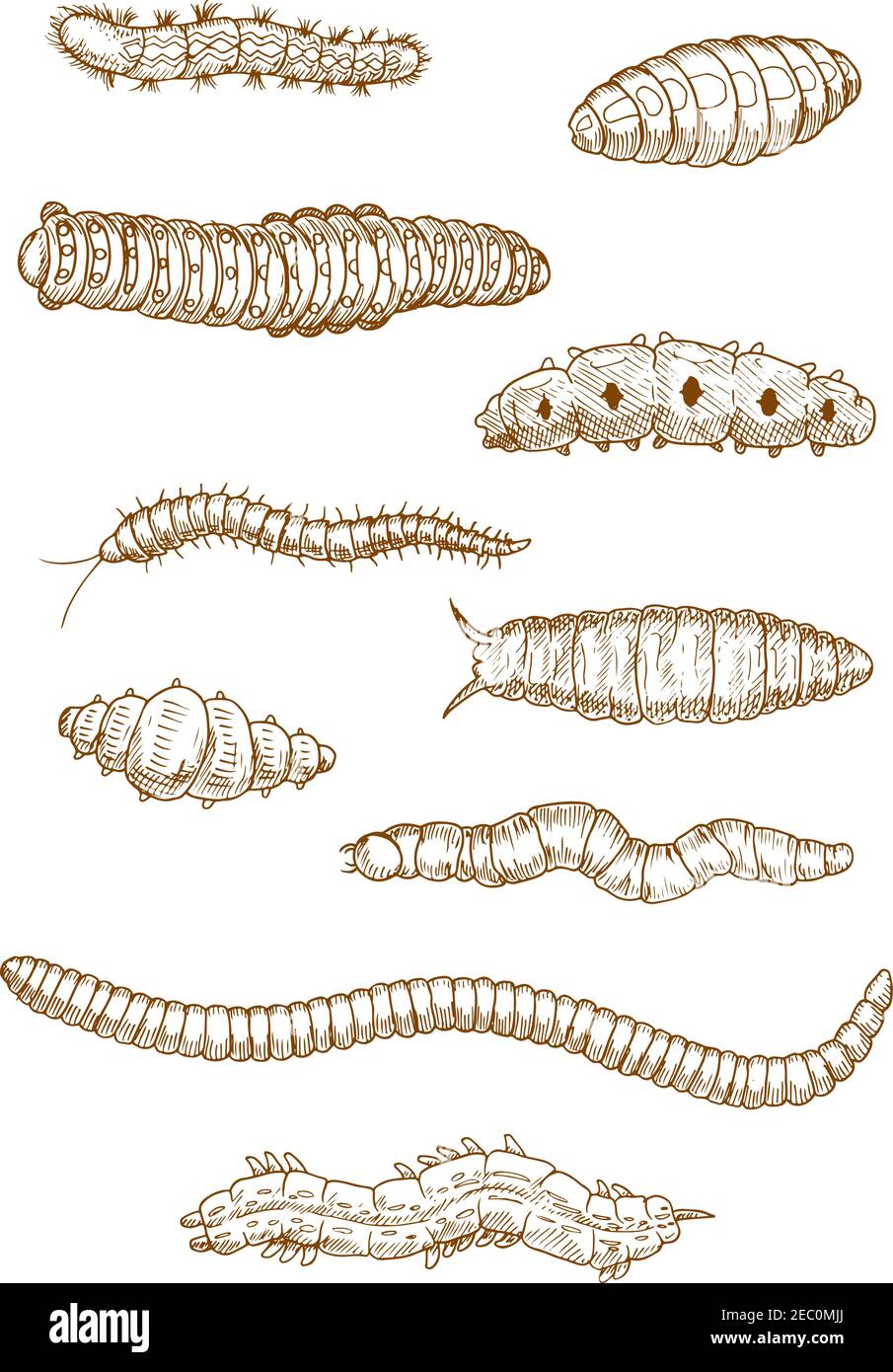 Caterpillars, vermi e larve schizzi con vista dall'alto di insetti striscianti adornati da camuffamento motivo con macchie, strisce e capelli chiodati Illustrazione Vettoriale