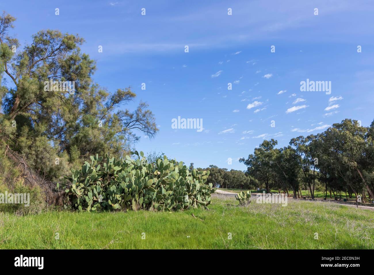 La foresta di eucalipti, i fitti di cactus sabra e l'erba verde in una giornata di sole sullo sfondo del cielo con le nuvole. Israele Foto Stock