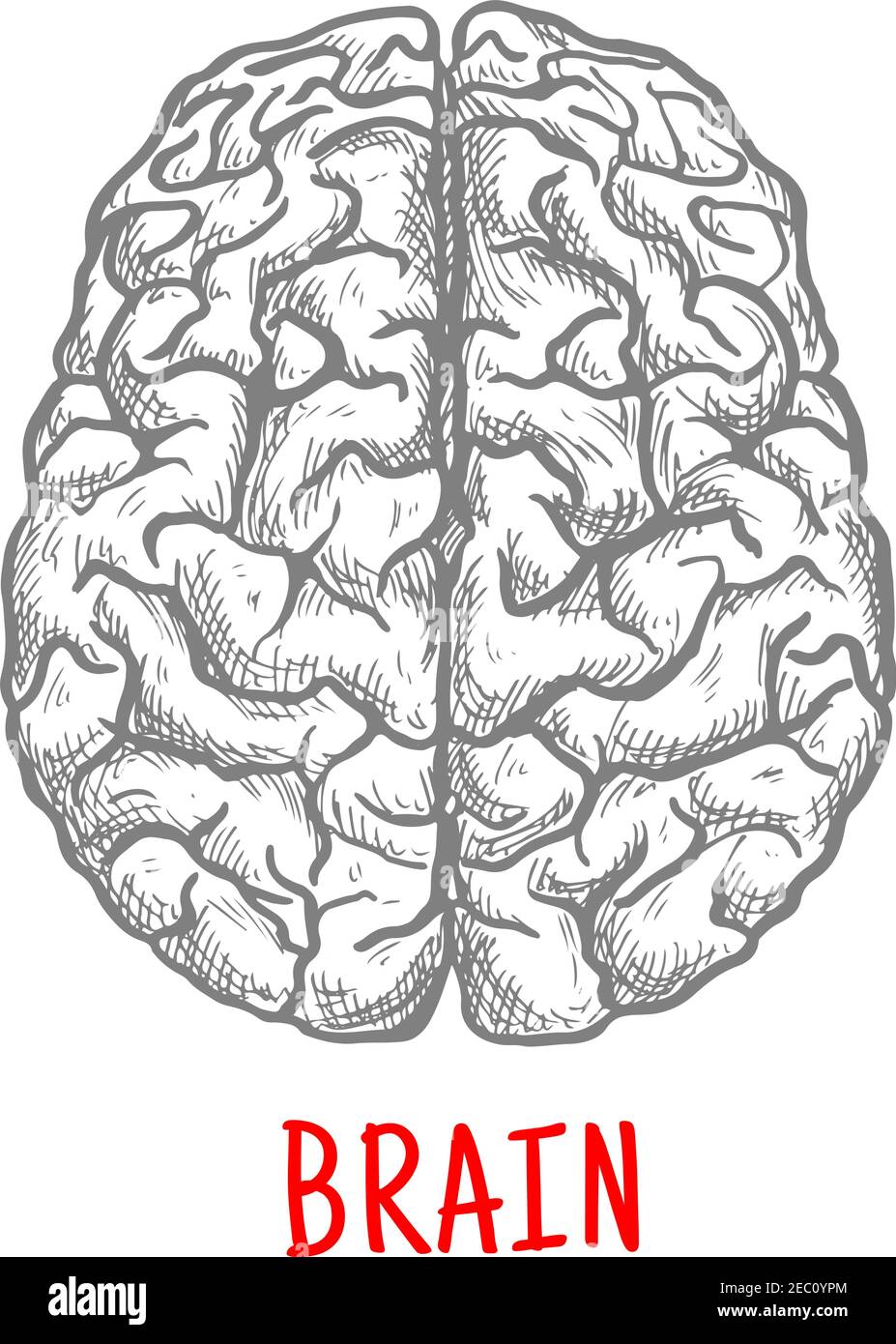 Schizzo cerebrale umano con vista dall'alto di entrambi gli emisferi della corteccia cerebrale. Medicina, educazione o temi di brainstorm Illustrazione Vettoriale
