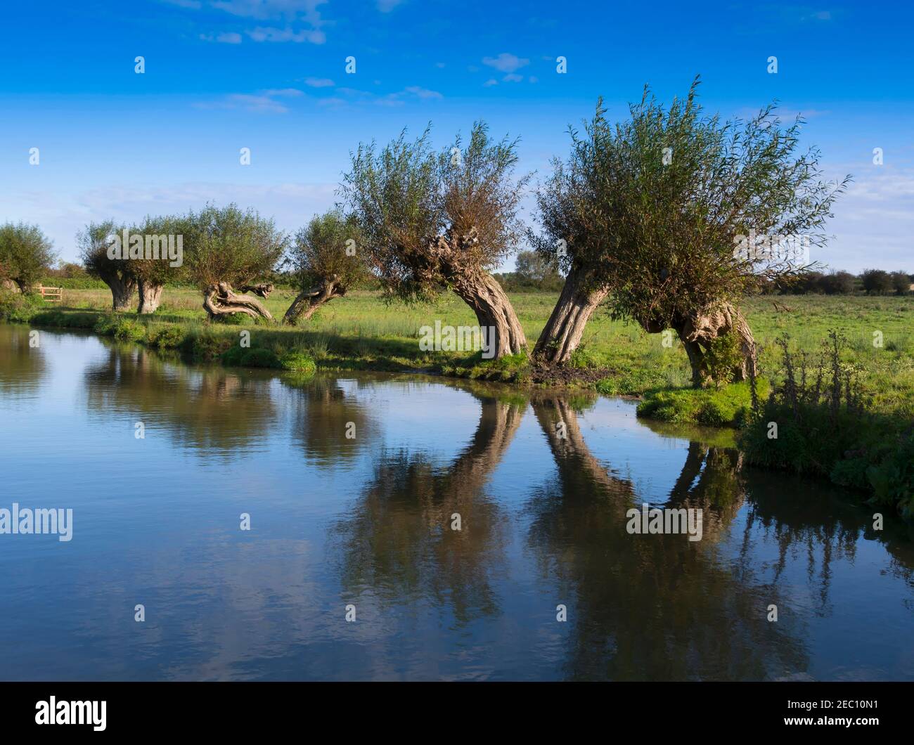 Antichi alberi pollardati sul canale di Oxford Union Getty Foto Stock