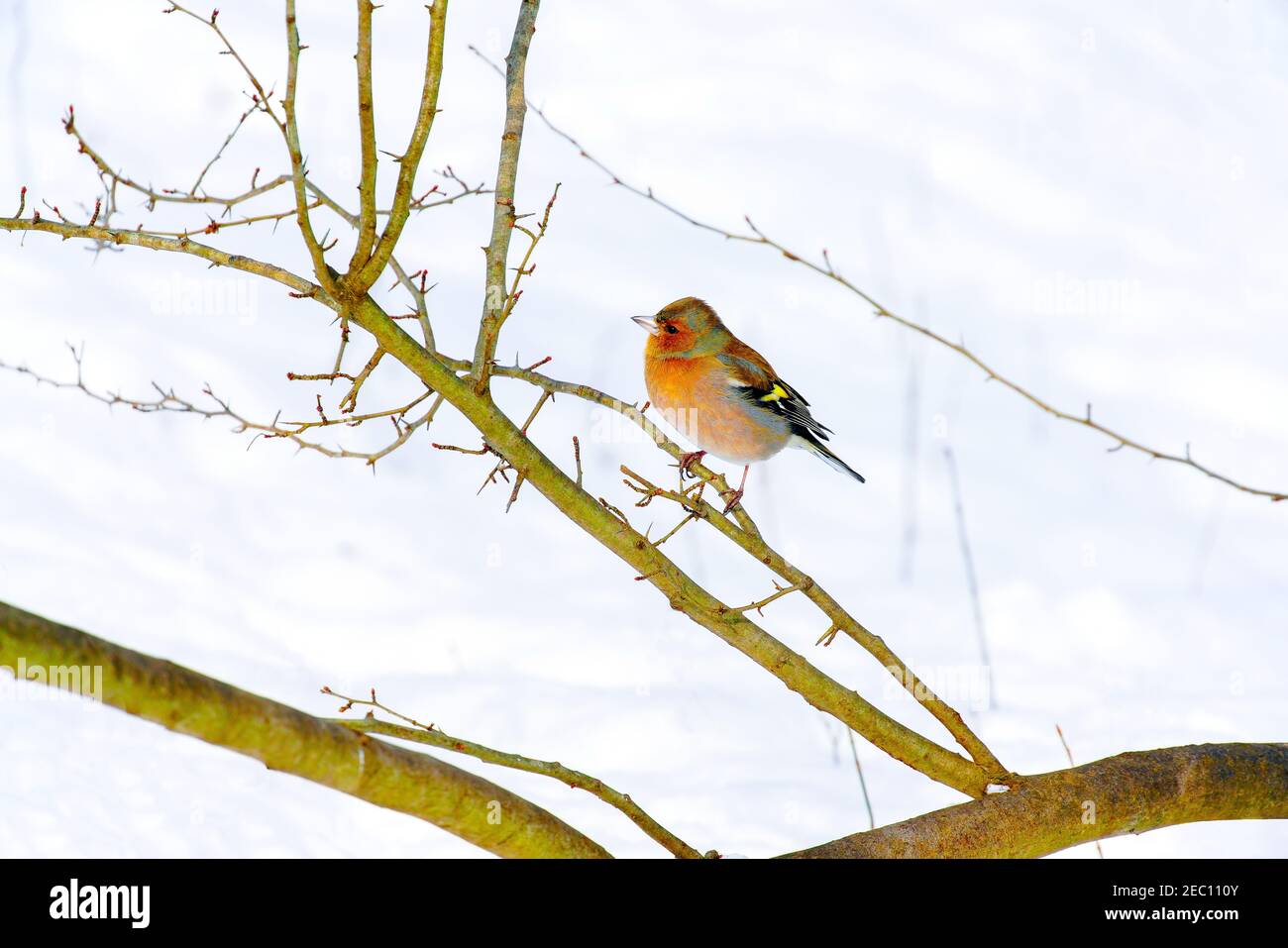 Comune chaffinch (Fringilla coelebs) che perching sul ramo. Lange Erlen, Canton Basilea, Svizzera. Foto Stock