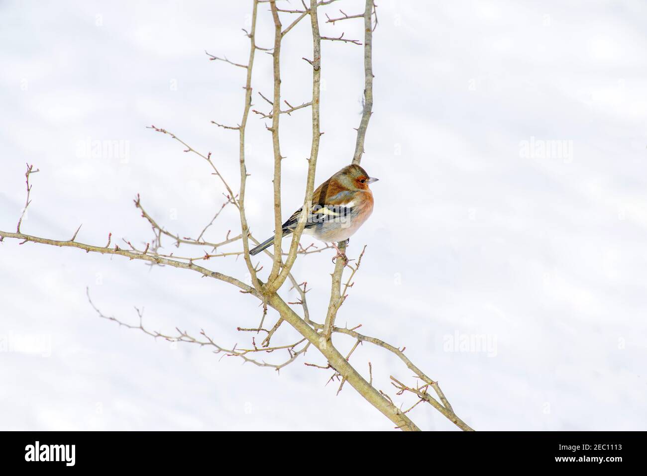 Comune chaffinch (Fringilla coelebs) che perching sul ramo. Lange Erlen, Canton Basilea, Svizzera. Foto Stock