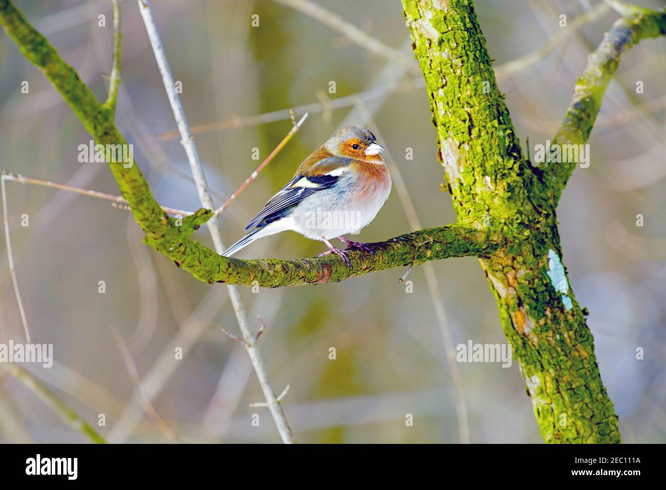 Comune chaffinch (Fringilla coelebs) che perching sul ramo. Lange Erlen, Canton Basilea, Svizzera. Foto Stock