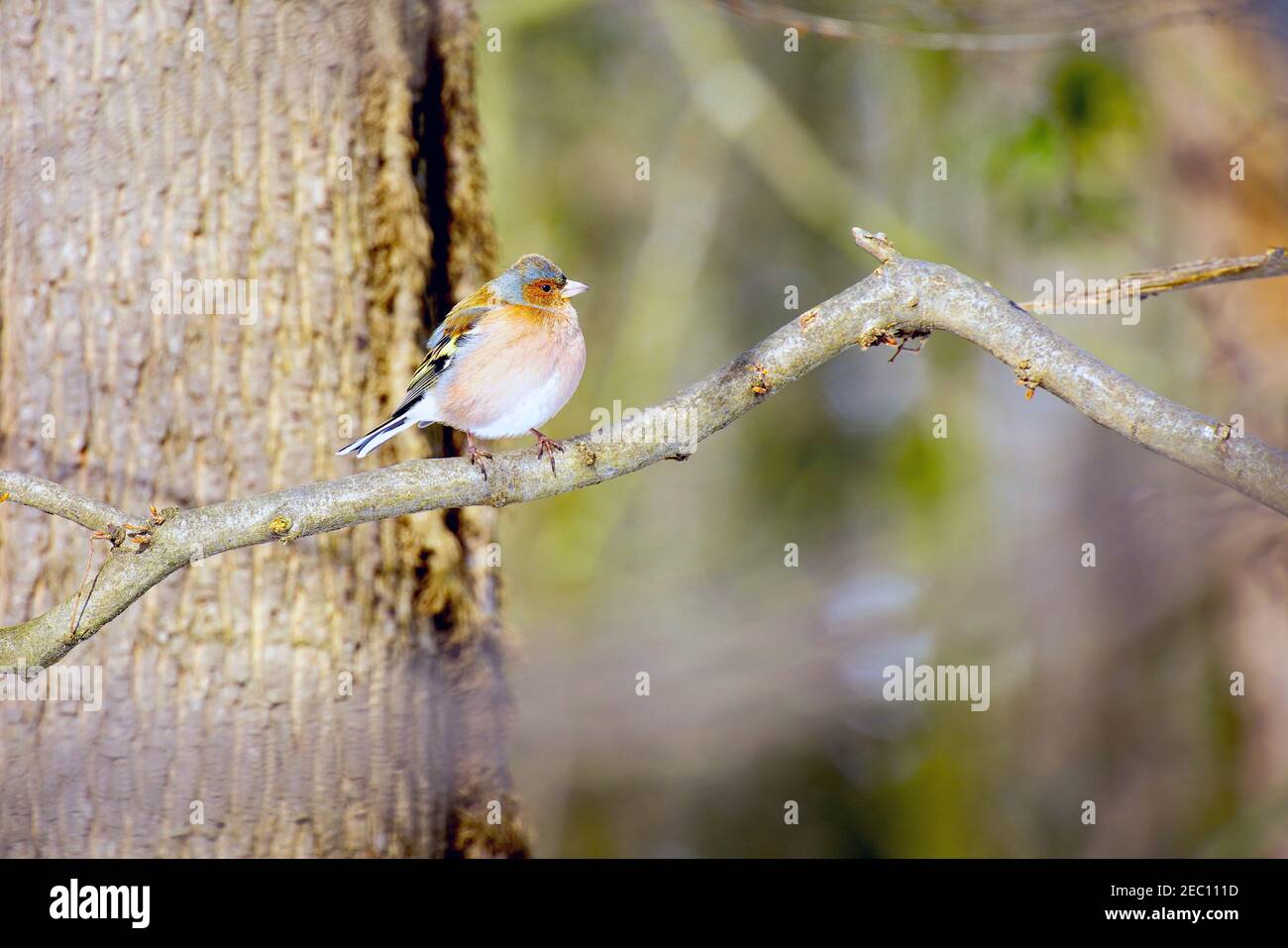 Comune chaffinch (Fringilla coelebs) che perching sul ramo. Lange Erlen, Canton Basilea, Svizzera. Foto Stock