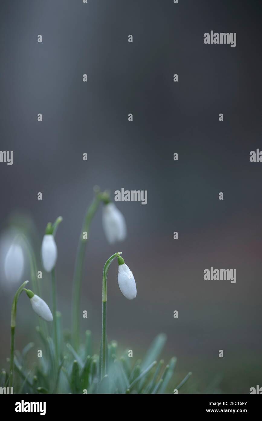 Nevicate comuni, Galanthus nivalis, inverno in oxfordshire Foto Stock