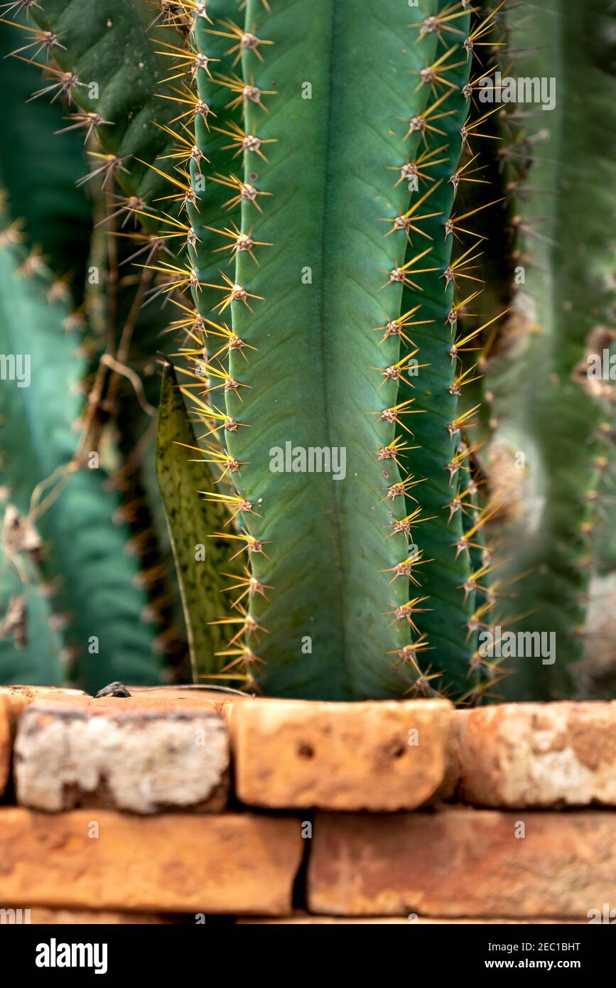 Cactus Detail pattern background - Canarian Spurge Foto Stock