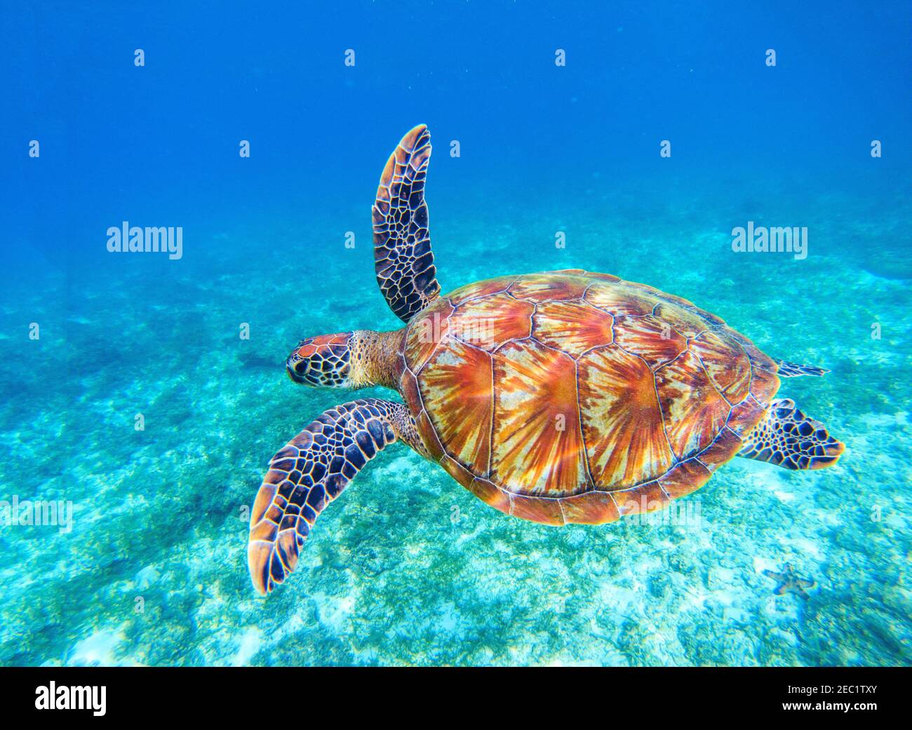 La tartaruga marina nuota in acqua di mare. Grande tartaruga verde di mare closeup. Fauna selvatica della barriera corallina tropicale. Tartaruga sottomarino. Ecosistema tropicale della riva. Tartaruga grande Foto Stock