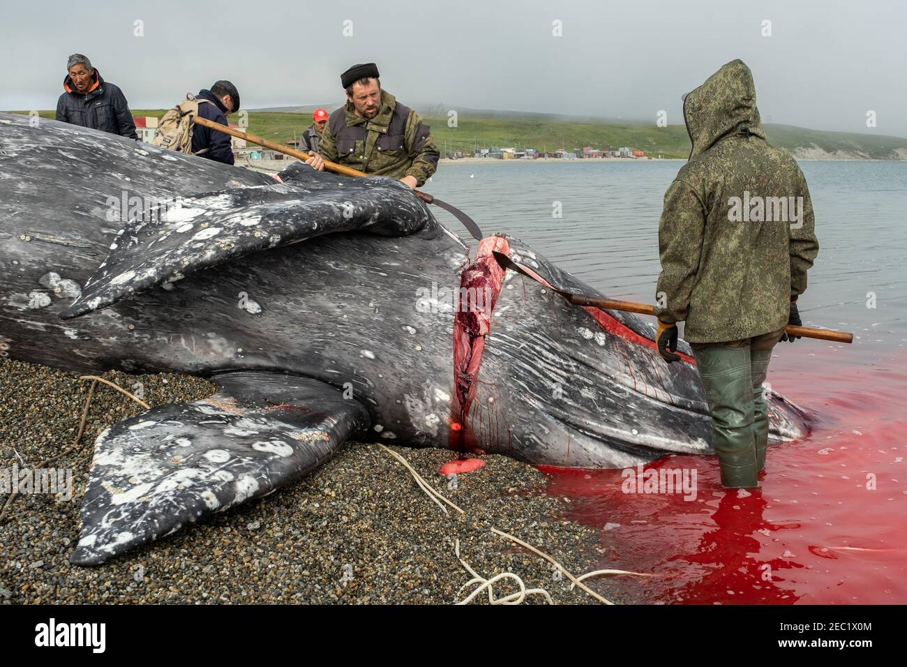 Lavrentia, regione di Chukotski, Russia - 5 agosto 2020: I nativi di Chukotka hanno catturato una balena e ora la stanno tagliando a pezzi. Foto Stock