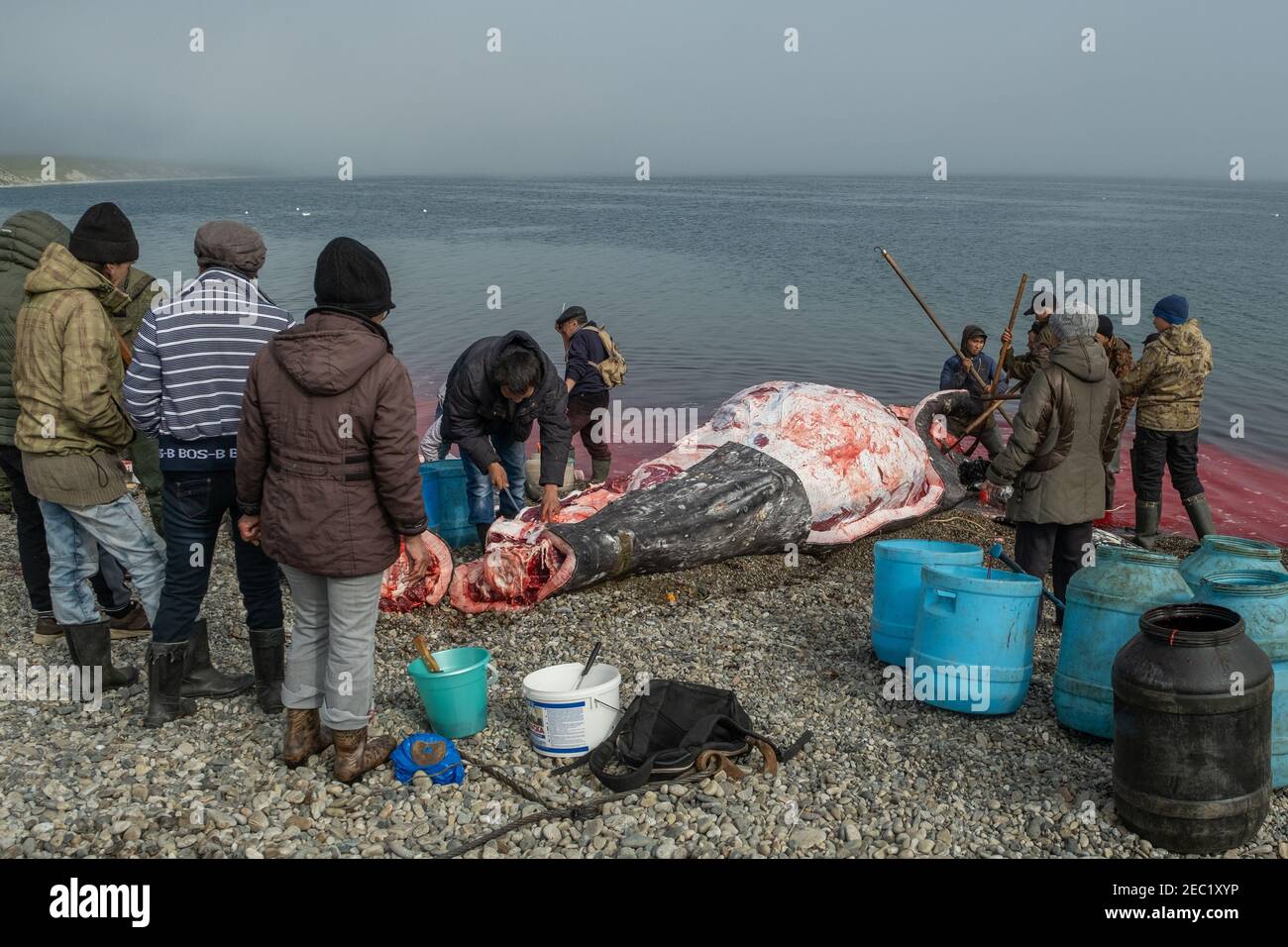 Lavrentia, regione di Chukotski, Russia - 5 agosto 2020: I nativi di Chukotka hanno catturato una balena e ora la stanno tagliando a pezzi. Foto Stock
