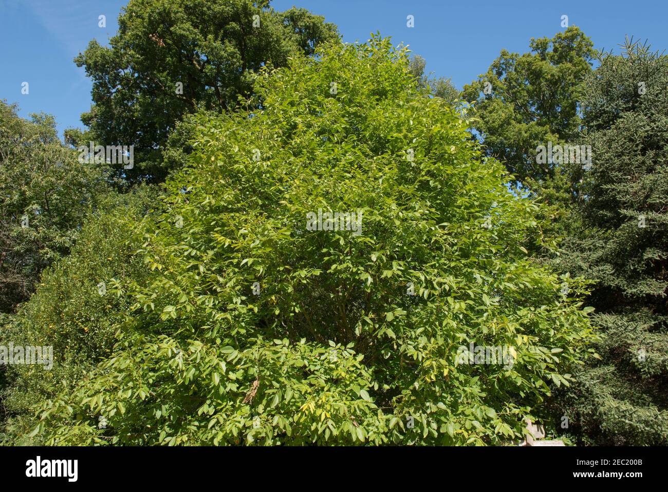 Tardo Estate Foliage di un comune, persiano o inglese Walnut Tree (Juglans regia) che cresce in un Giardino di Bosco in Rurale West Sussex, Inghilterra, Regno Unito Foto Stock