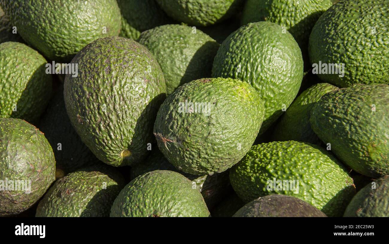 Cassa di avocado di Hass (persea americana) appena prelevata da un frutteto su Tamborine Mountain, Queensland, Australia. Foto Stock