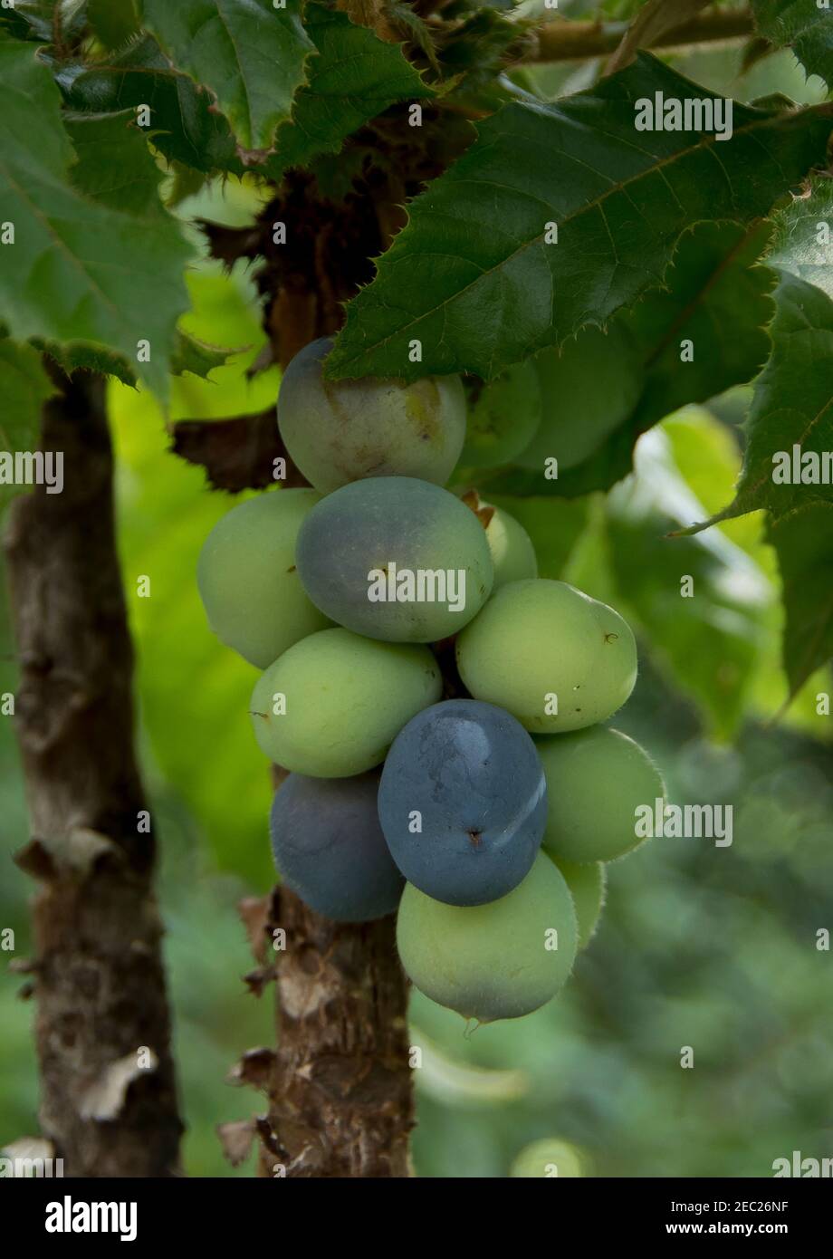 Albero di prugne e frutta di Davidsons (Davidsonia jerseyana). Prugne autoctone australiane con la frutta che cresce sul tronco dell'albero. Queensland, Australia. Foto Stock