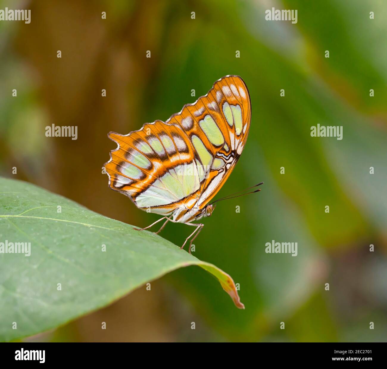 Malachite Butterfly, Siproeta stelenes Foto Stock