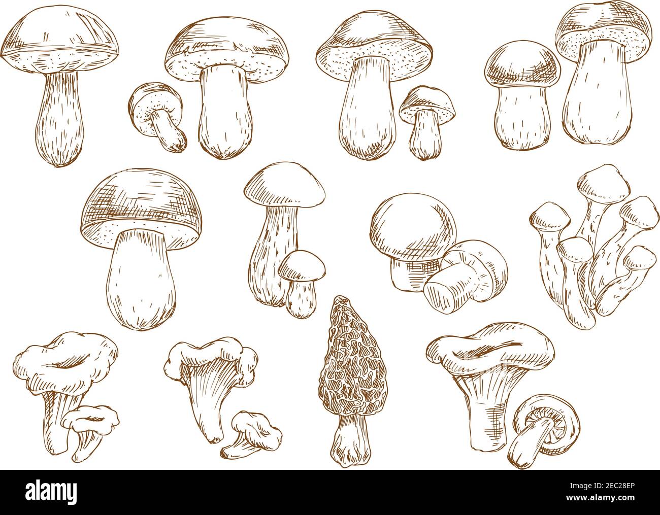 Vintage incisioni di funghi commestibili con icone isolate di boleto, cep, porcini, champignons, canterelle, morel e miele agarici. Addit Illustrazione Vettoriale