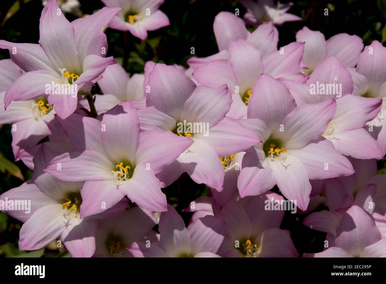 Gigli da pioggia, zephyranthes grandiflora, fiori rosa di molti bulbi in profusione in un giardino privato australiano. Solo fiore al sole dopo la pioggia. Foto Stock