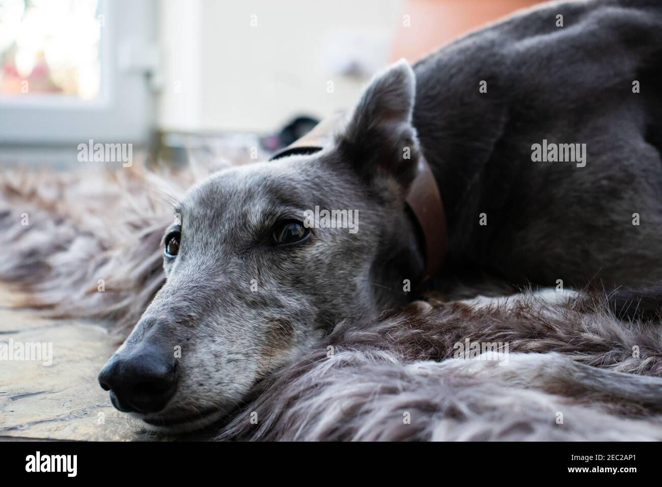 Il cane Greyhound si rilassa su un tappeto soffice Foto Stock