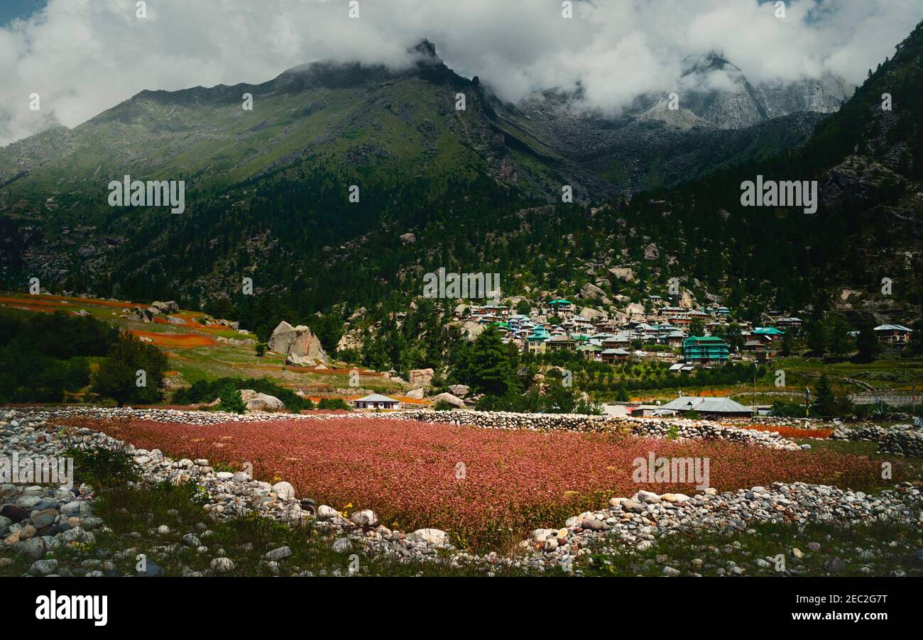 Rackham villaggio circondato da alberi di pino e fiancheggiato da cime Himalayane e rosso olga raccolto e massi di pietra in Himachal Pradesh, India. Foto Stock