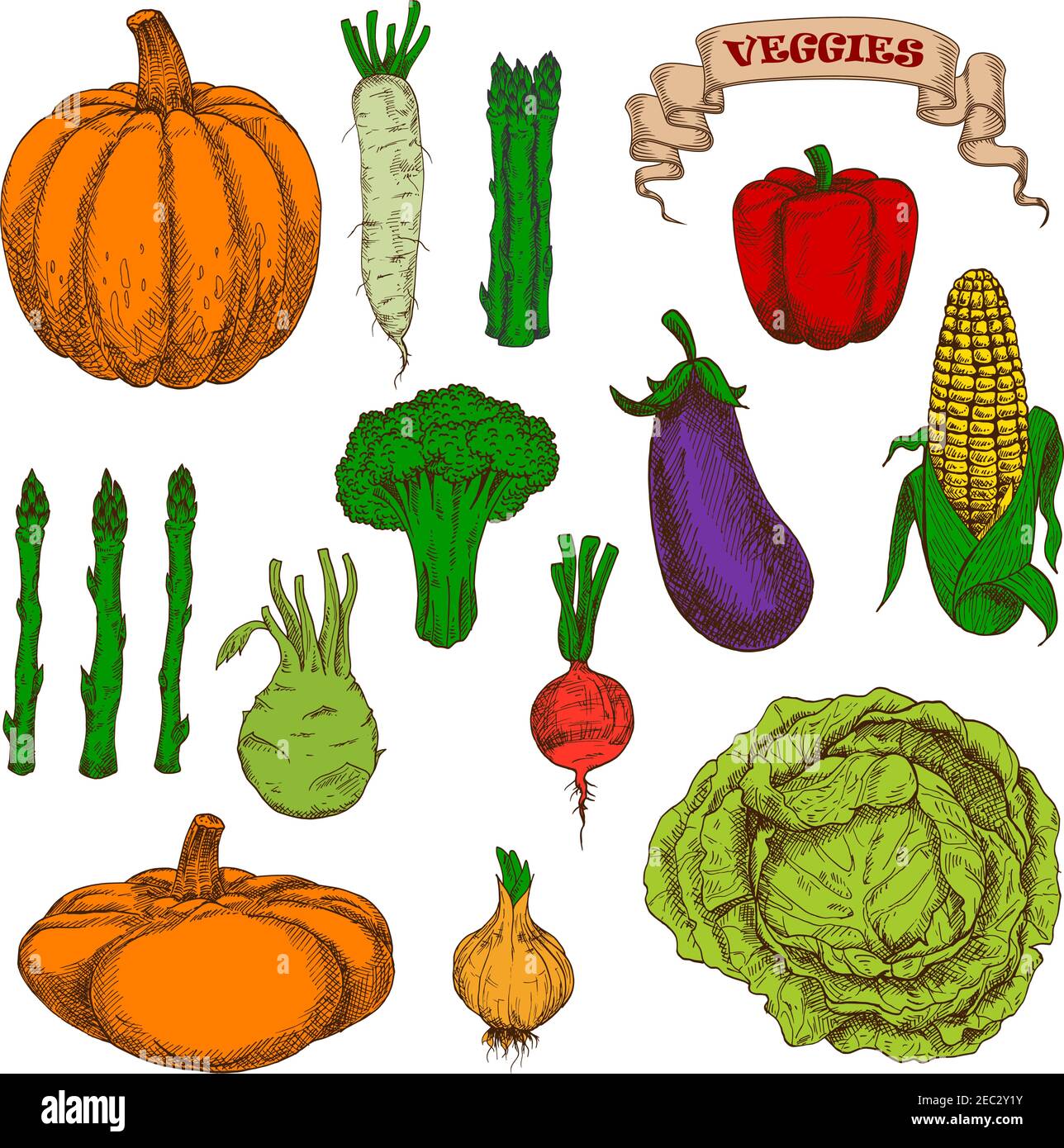 Incisione d'epoca raccolta autunnale zucca, melanzane, pannocchie di mais dolce, peperone, cipolla pungente, barbabietola, cavolo, broccoli, grappoli di asparagi, da Illustrazione Vettoriale