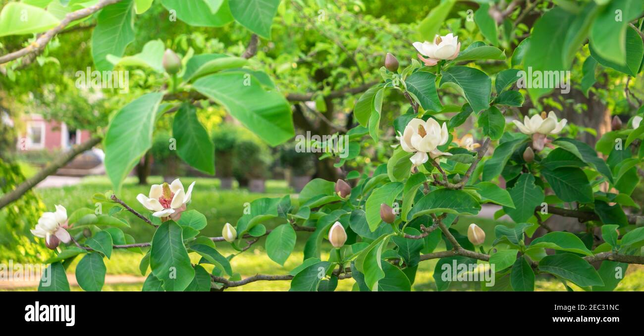 Bella bianca cremosa con fiori viola di magnolia a fiore grande in primavera e estate, Magnolia meridionale, Loblolly Magnolia. Karlsruhe b Foto Stock